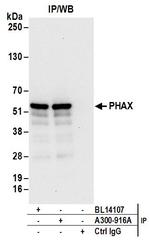 PHAX Antibody in Immunoprecipitation (IP)