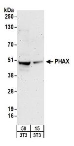 PHAX Antibody in Western Blot (WB)