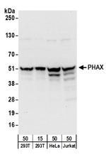 PHAX Antibody in Western Blot (WB)