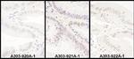 PRPF8 Antibody in Immunohistochemistry (Paraffin) (IHC (P))