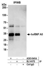 hnRNP A0 Antibody in Immunoprecipitation (IP)