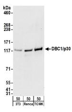 DBC1/p30 DBC Antibody in Western Blot (WB)