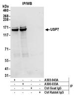 USP7 Antibody in Immunoprecipitation (IP)