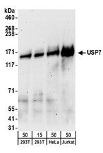 USP7 Antibody in Western Blot (WB)