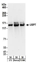 USP7 Antibody in Western Blot (WB)