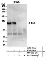 Sp1 Antibody in Immunoprecipitation (IP)