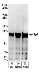 Sp1 Antibody in Western Blot (WB)