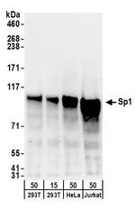 Sp1 Antibody in Western Blot (WB)