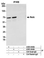 RelA Antibody in Immunoprecipitation (IP)