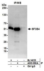 SF3B4 Antibody in Immunoprecipitation (IP)