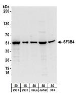 SF3B4 Antibody in Western Blot (WB)