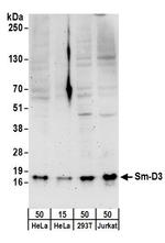 Sm-D3 Antibody in Western Blot (WB)