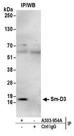 Sm-D3 Antibody in Immunoprecipitation (IP)