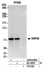 SRP68 Antibody in Immunoprecipitation (IP)