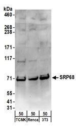 SRP68 Antibody in Western Blot (WB)