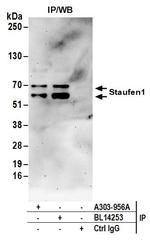 Staufen1 Antibody in Western Blot (WB)