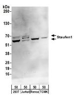 Staufen1 Antibody in Western Blot (WB)