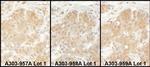 EPRS Antibody in Immunohistochemistry (Paraffin) (IHC (P))