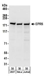 EPRS Antibody in Western Blot (WB)