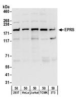 EPRS Antibody in Western Blot (WB)