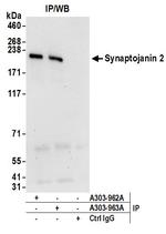 Synaptojanin 2 Antibody in Immunoprecipitation (IP)