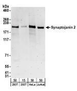 Synaptojanin 2 Antibody in Western Blot (WB)