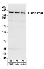 DNA-PKcs Antibody in Western Blot (WB)