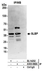 SLBP Antibody in Immunoprecipitation (IP)