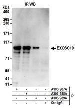 EXOSC10 Antibody in Immunoprecipitation (IP)