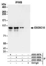 EXOSC10 Antibody in Immunoprecipitation (IP)