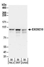 EXOSC10 Antibody in Western Blot (WB)