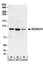 EXOSC10 Antibody in Western Blot (WB)