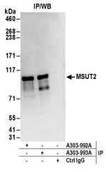 MSUT2 Antibody in Immunoprecipitation (IP)