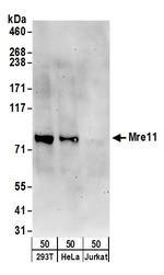 Mre11 Antibody in Western Blot (WB)