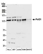 PolD1 Antibody in Western Blot (WB)