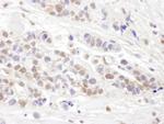 TCEB2 Antibody in Immunohistochemistry (Paraffin) (IHC (P))