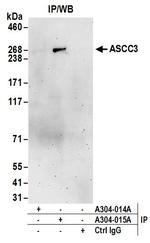 ASCC3 Antibody in Immunoprecipitation (IP)