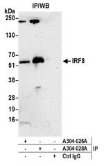 IRF8 Antibody in Immunoprecipitation (IP)