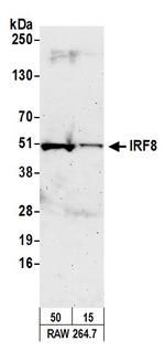 IRF8 Antibody in Western Blot (WB)