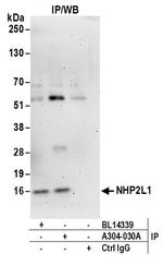 NHP2L1 Antibody in Immunoprecipitation (IP)