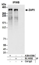 ZAP3 Antibody in Immunoprecipitation (IP)