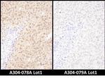 WWOX Antibody in Immunohistochemistry (Paraffin) (IHC (P))