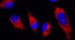 IDH2 Antibody in Immunocytochemistry (ICC/IF)