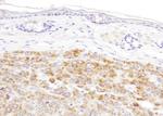 IDH2 Antibody in Immunohistochemistry (Paraffin) (IHC (P))