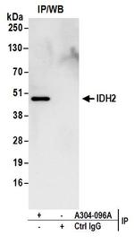 IDH2 Antibody in Immunoprecipitation (IP)