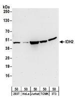 IDH2 Antibody in Western Blot (WB)