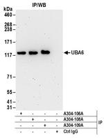 UBA6 Antibody in Immunoprecipitation (IP)