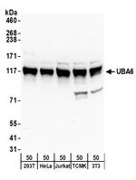 UBA6 Antibody in Western Blot (WB)