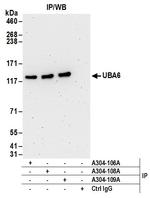 UBA6 Antibody in Immunoprecipitation (IP)