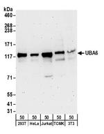 UBA6 Antibody in Western Blot (WB)